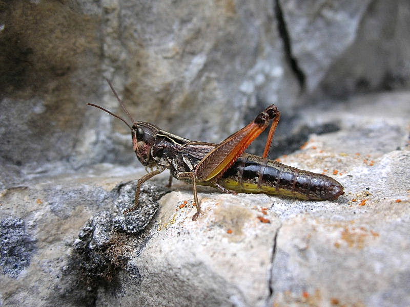 Chorthippus (Glyptobothrus) alticola